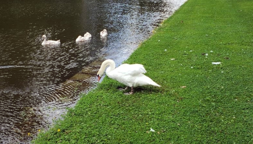 Swan near water