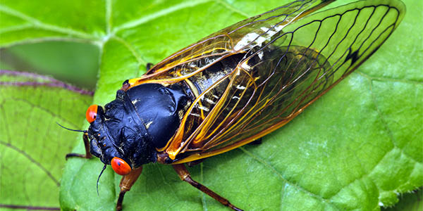 Cicada Chaos