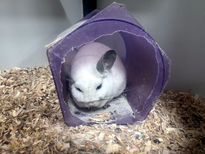 Chinchilla